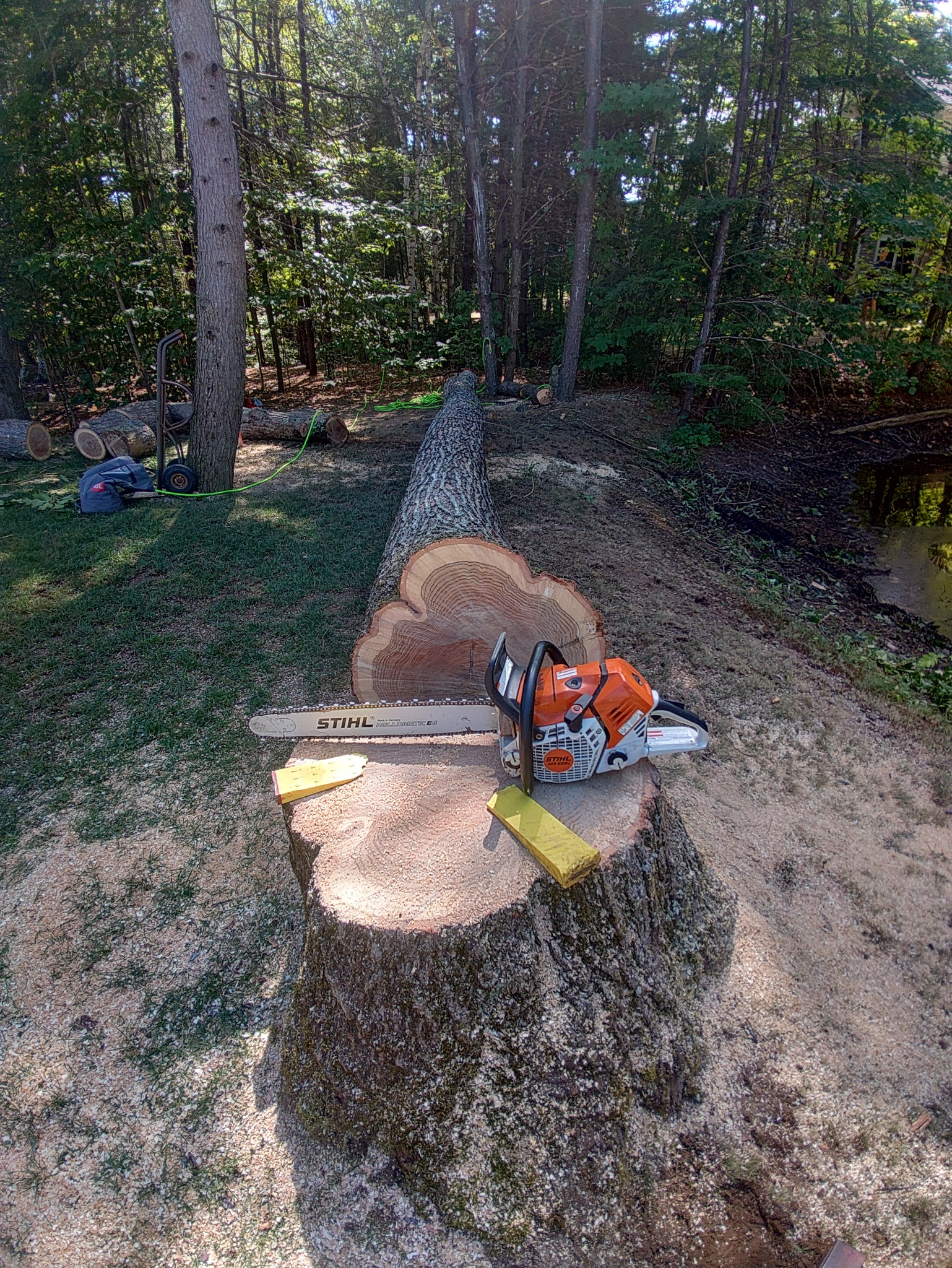 Stump Grinding: work and equipment
